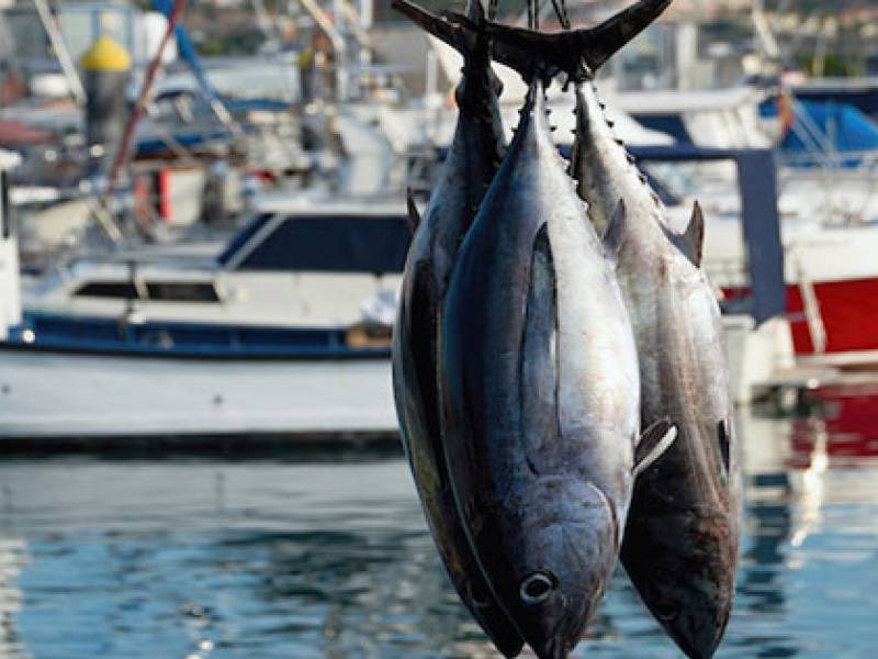 Immagine articolo: Quote tonno al minimo per la Sicilia". L'Ass. Bandiera: "Necessario tutelare settore pesca"
