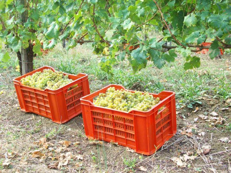 Immagine articolo: "Oltre 45% di produzione vitivinicola persa". A Partanna riunione indetta da Confagricoltura